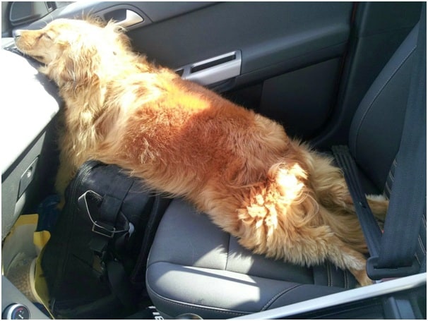 Do Car Rides Make Dogs Tired?